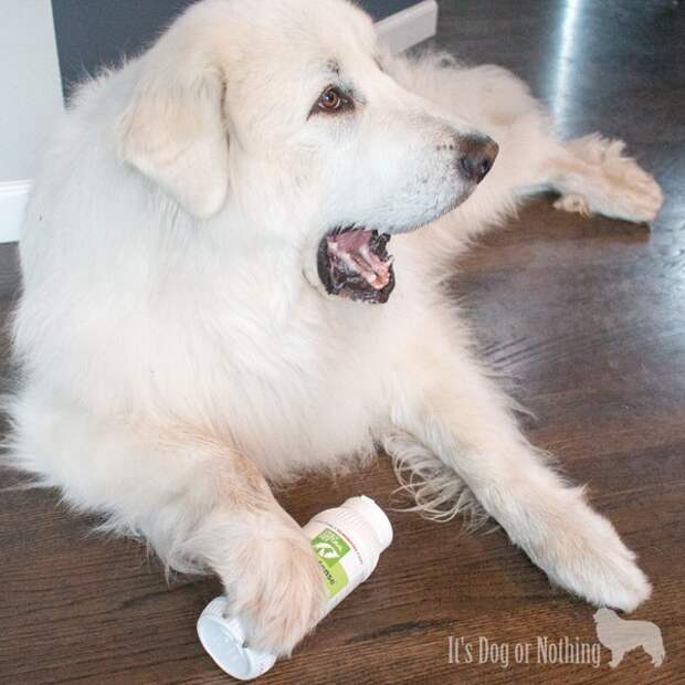 Fleas and ticks are a problem no matter where you live. Skip the chemicals and protect your dog from pests using the natural EasyDefense from Only Natural Pet.