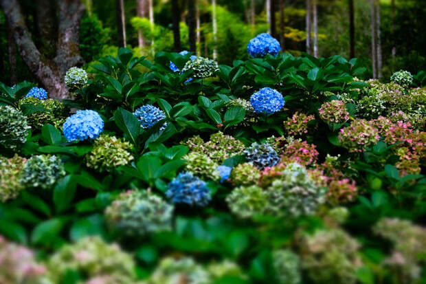Садовод Самойлова: при уходе за гортензией важна грамотная обрезка