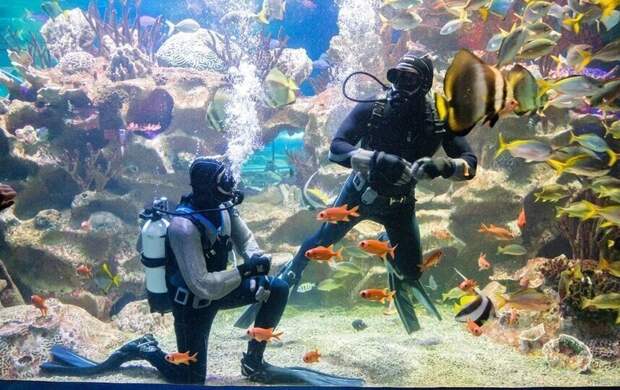 Акула бывает кусачей, только когда плохо себя чувствует