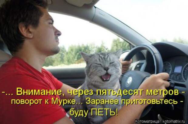 Котоматрицы (картинки с надписями)