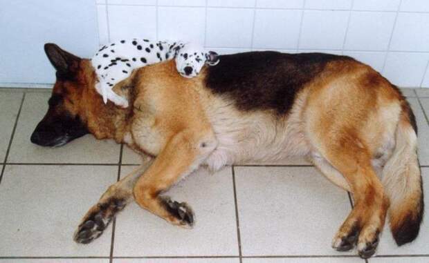 Самые бесшабашно спящие собаки животные, сон, собака