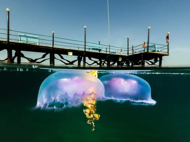 10 уникальных полуподводных фотографий подводная съемка, фото