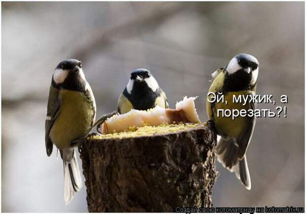 Юмор свежих котоматриц за 25.11.2011 (30 штук)