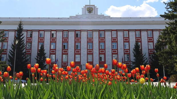 Белая черемуха и красные тюльпаны. Барнаул расцвел к праздникам