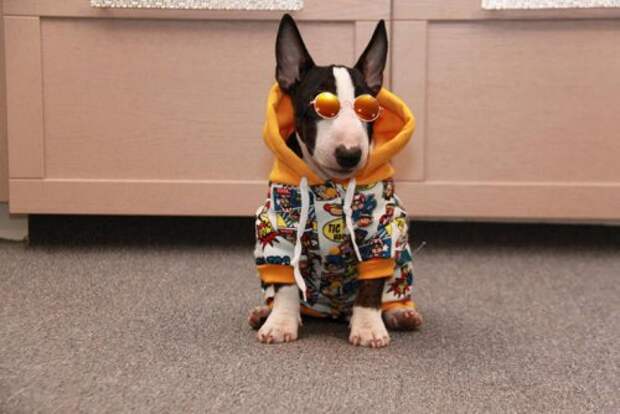 Фото-приколы дня