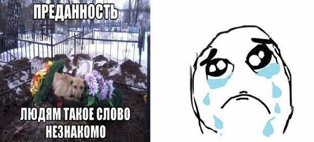 прикол, животные собаки