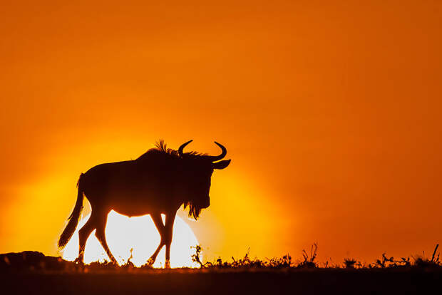 Антилопа гну в Кении, Африка