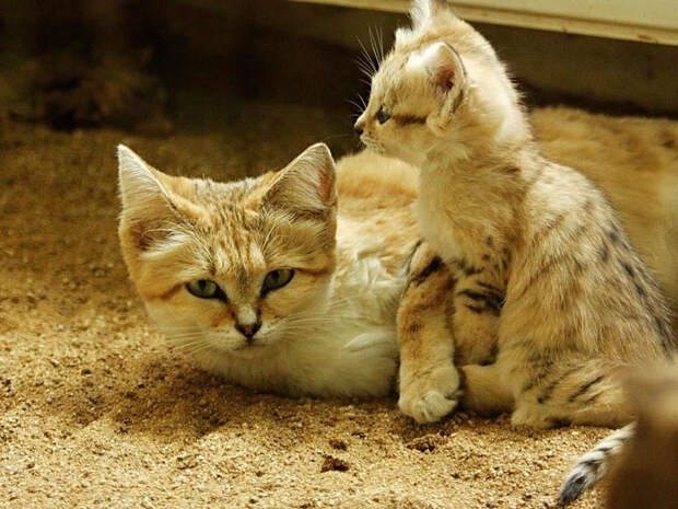 Без кота и жизнь не та