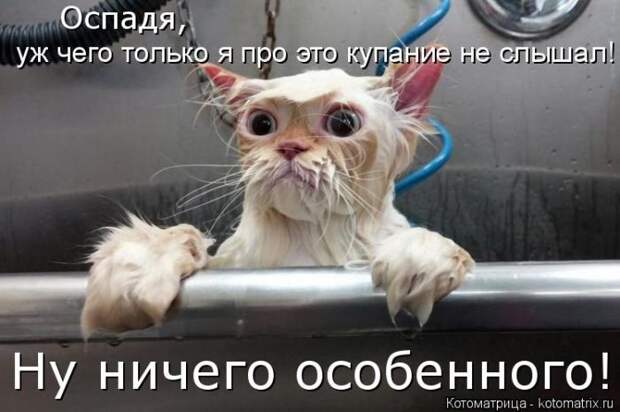 Лучшие котоматрицы недели (50 фото)
