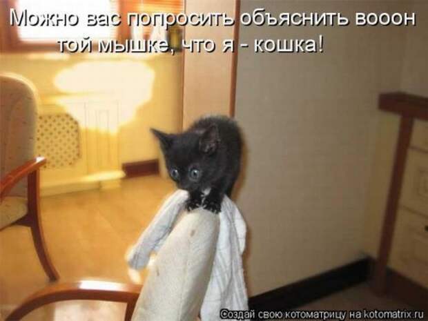 Веселая котоматрица