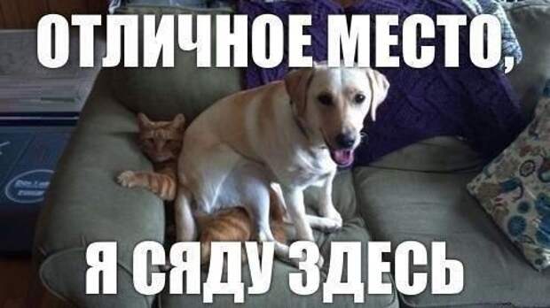 прикол, животные собаки