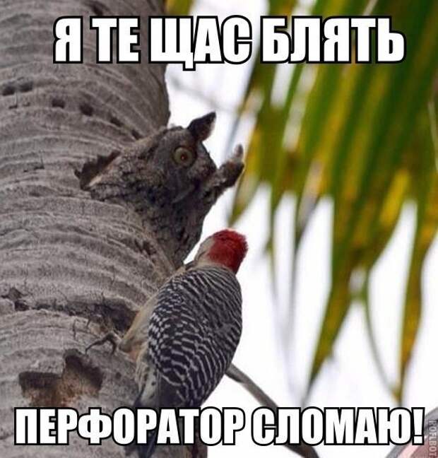 Смешные картинки с надписями прикол, юмор