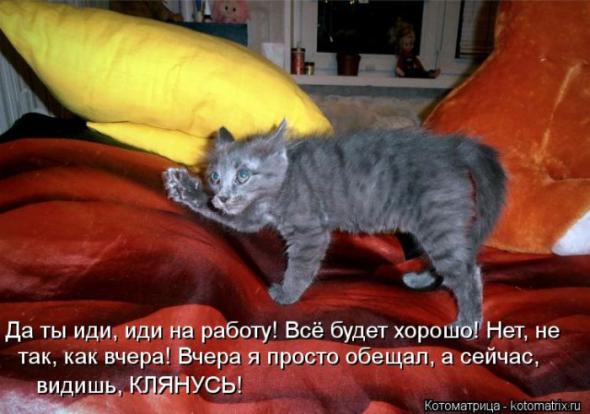 Котоматрицы(картинки с подписями)