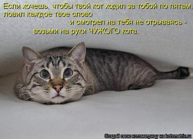 Котоматрицы (картинки с надписями)