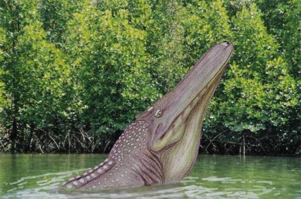 Моуразух (лат. Mourasuchus) — крокодил из реки До Моура