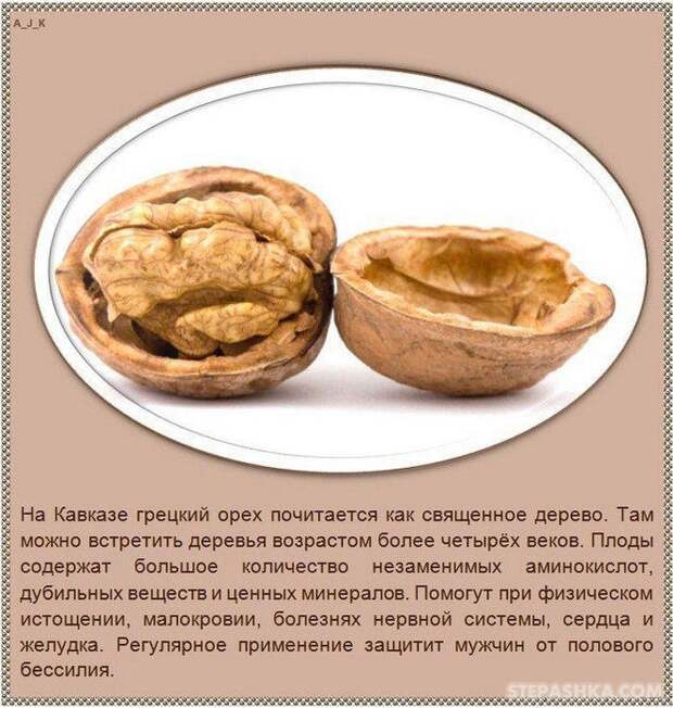 101540833335333nuts_06 (664x700, 102Kb)