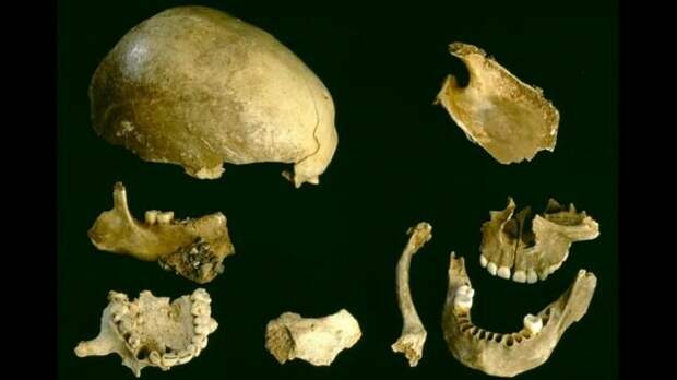 Человеческие кости из пещеры Гофа