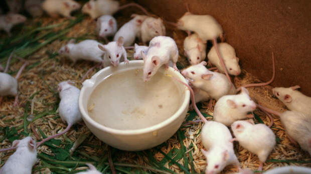 Ученые 20 лет клонировали мышей — финал оказался пугающим