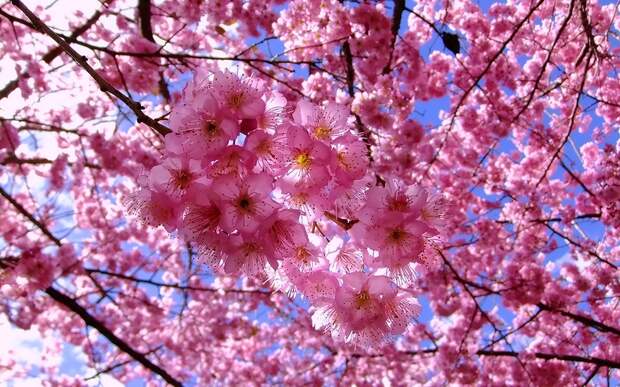 Cherry Blossom