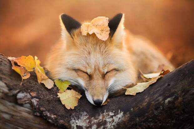 Meet Freya, The Beautiful Fox I Photographed In Polish Woods