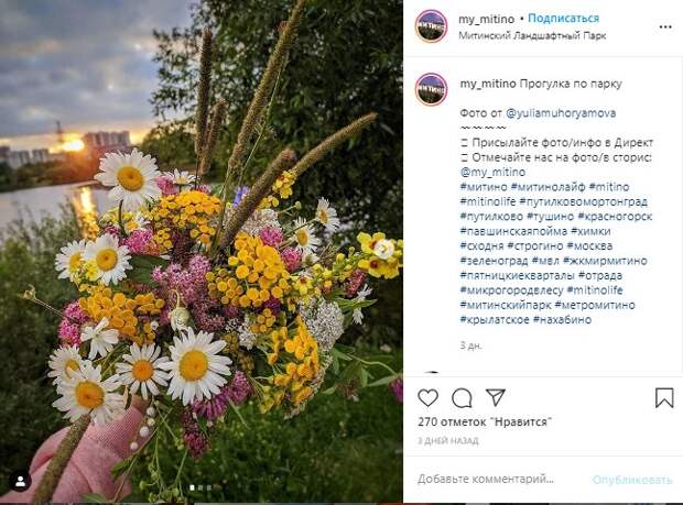 Фото дня: букет из полевых цветов в Ландшафтном парке