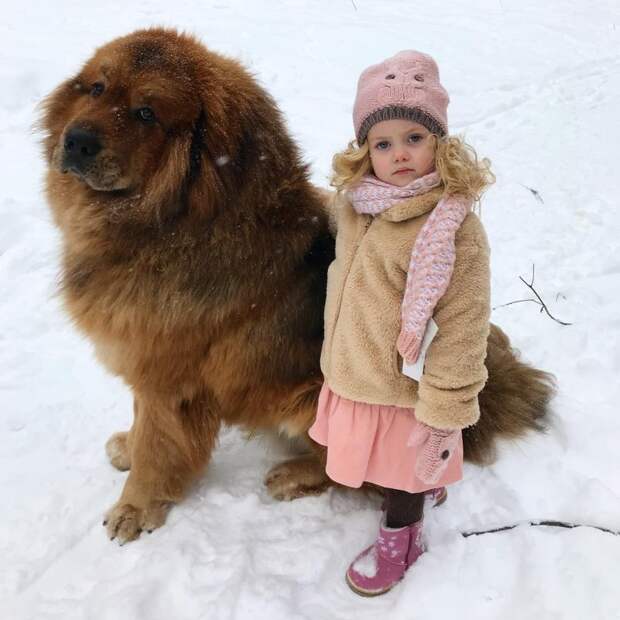 Пушистый защитник
