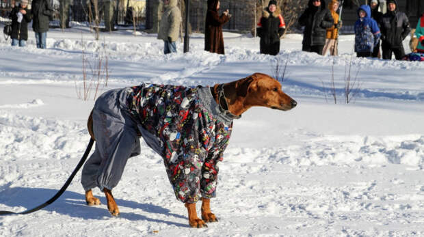 В России утвердили первый ГОСТ для площадок выгула и дрессировки собак