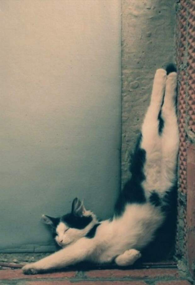 Коты, постигшие искусство сон-фу коты, спят