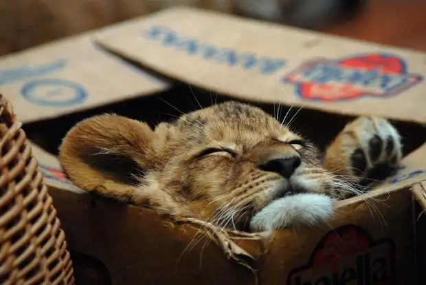 Большие котики тоже любят коробки