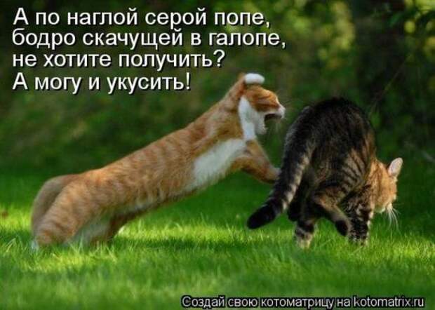 Котоматрицы (картинки с надписями)