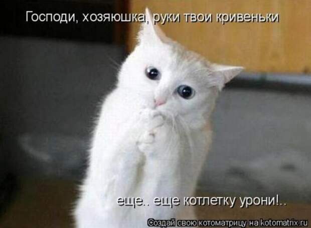 Веселая котоматрица