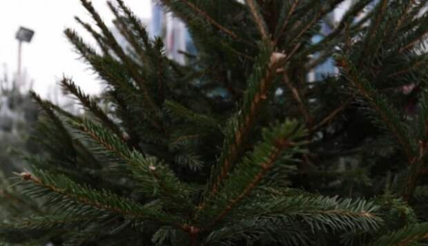 Елки зеленые: в ЗАО открылись елочные базары