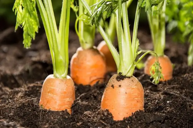 Всё о выращивании моркови