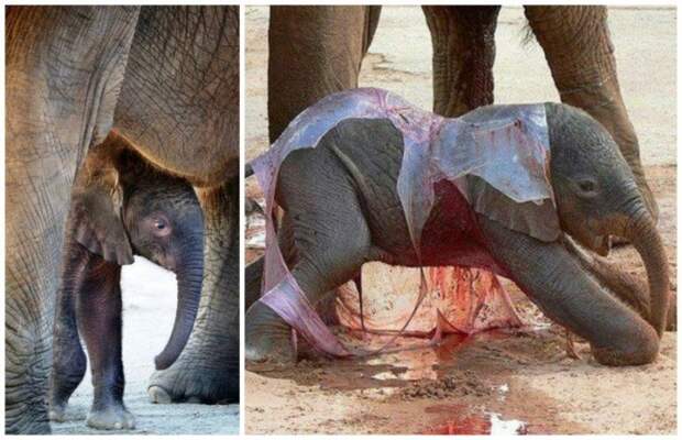 Слон — очень аккуратный зверь, ты слухам про него не верь