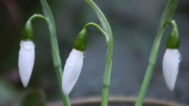 «Офелия» капризничать не будет: как вырастить подснежник у себя на балконе