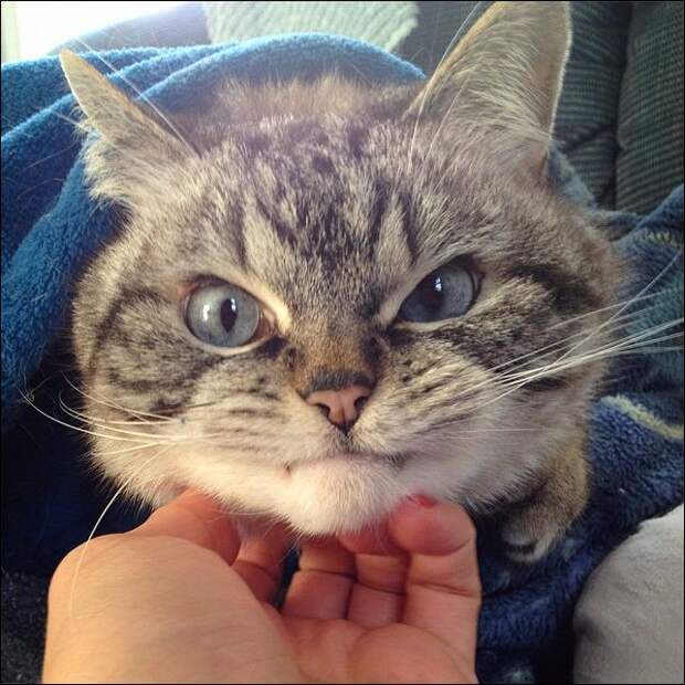 Картинки по запросу кот с торчащими клыками