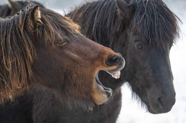 Улыбочку! Исландские лошадки вдоволь подурачились на камеру весело, исландия, лошади, прикол, фото