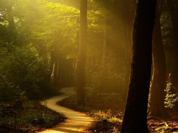 Осенние фотопейзажи Неллеке Питерс (Nelleke Pieters)