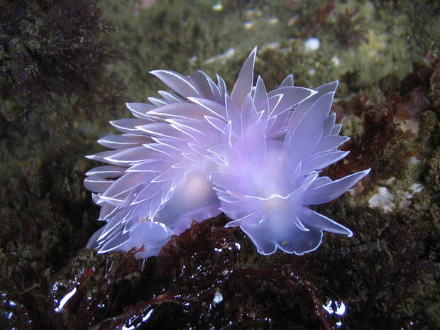 Dirona Albolineata Dirona Albolineata