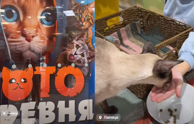 Кошек из Тулы привезли в Липецк под видом фейкового "зоотеатра"