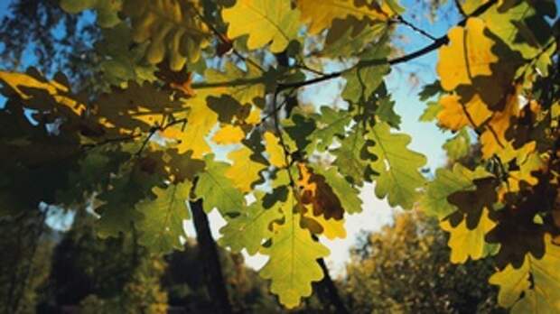 Осень на Алтае / Фото: amic.ru