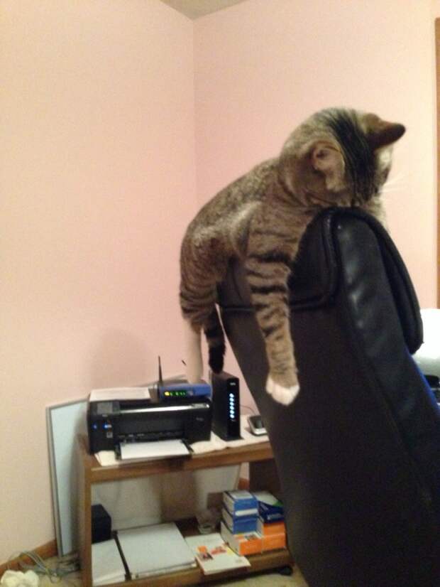Коты, постигшие искусство сон-фу коты, спят