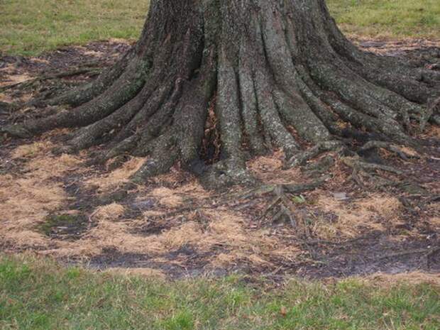 фото корней дерева