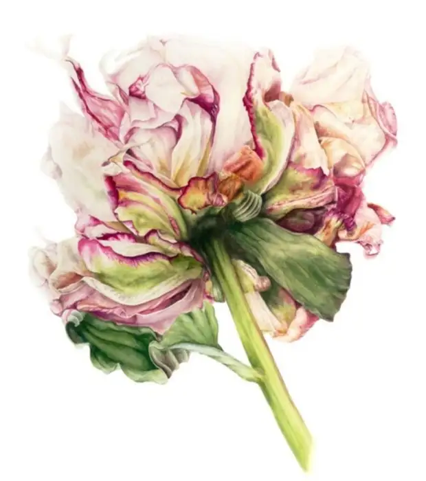 �������� Marie Burke. ��������� ��������