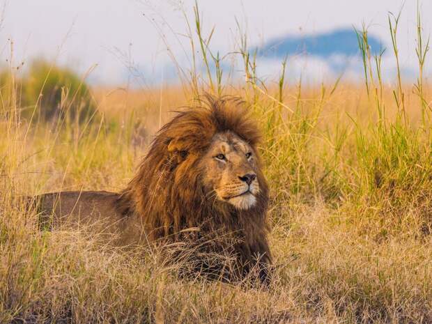 1. Африканские львы – Танзания и Ботсвана.