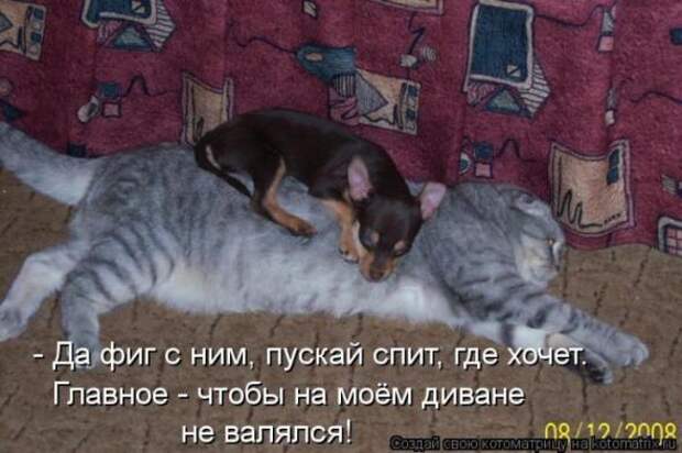 Котоматрицы (картинки с надписями)