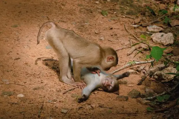 Самый позитивный конкурс по съемке животных Comedy Wildlife Photo Awards объявил победителей и финалистов 2022 года