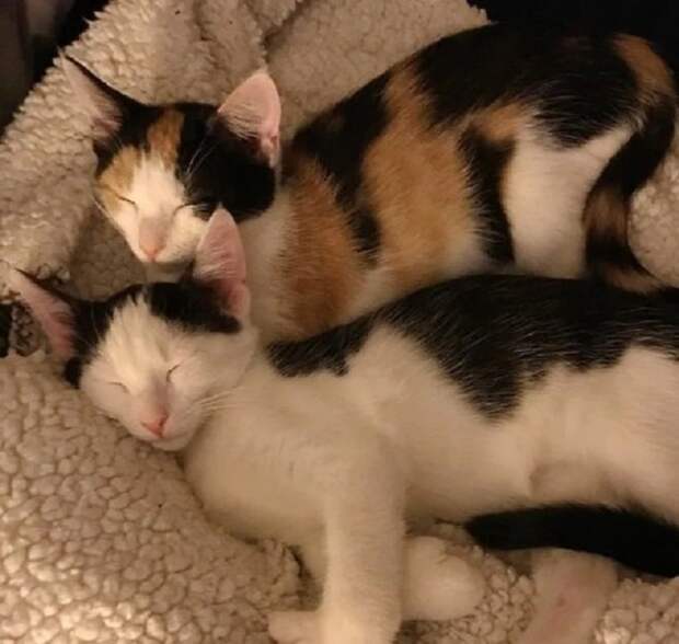 Котята спят Спящие котята