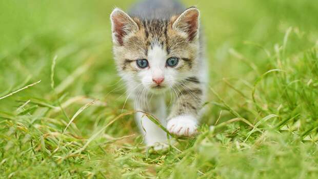 Котенок