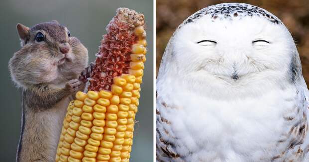 40 самых смешных фотографий с конкурса Comedy Wildlife Photography Awards 2016 животные, конкурс, смех